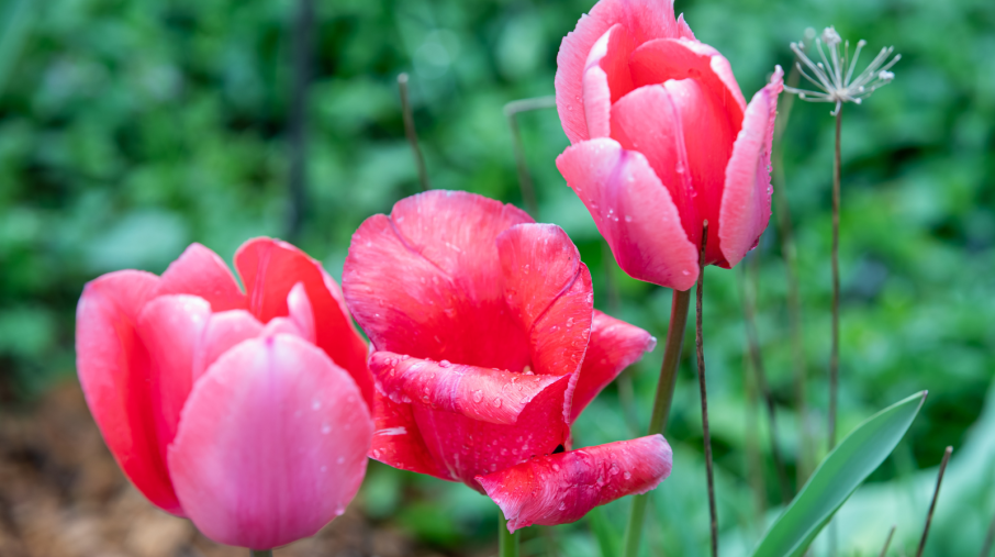 Beautiful red tulips in full bloom at Smith-Gilbert Gardens.
