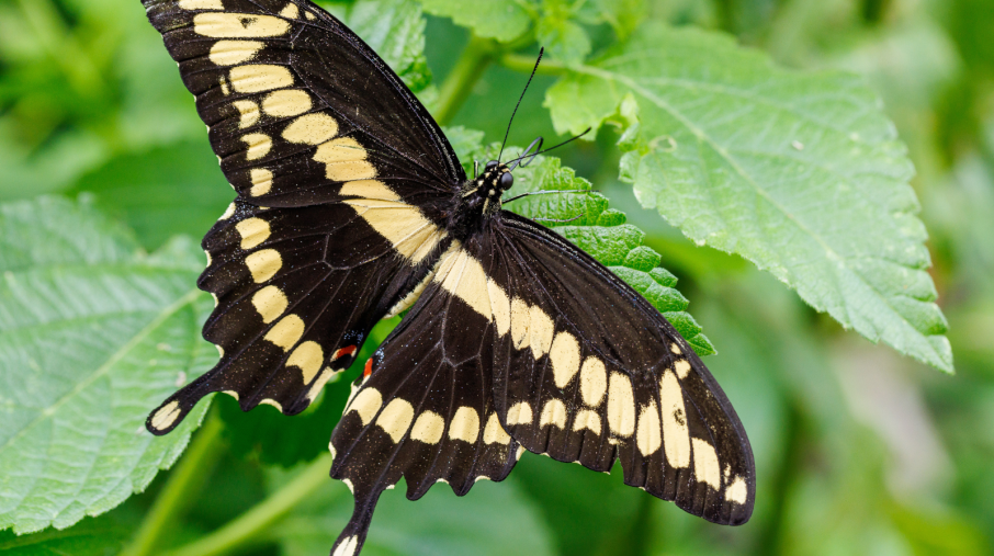 A black and yellow butterfly perched on a green leaf in Smith-Gilbert Gardens.