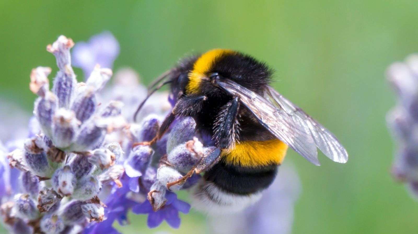 a bee on a purple flower