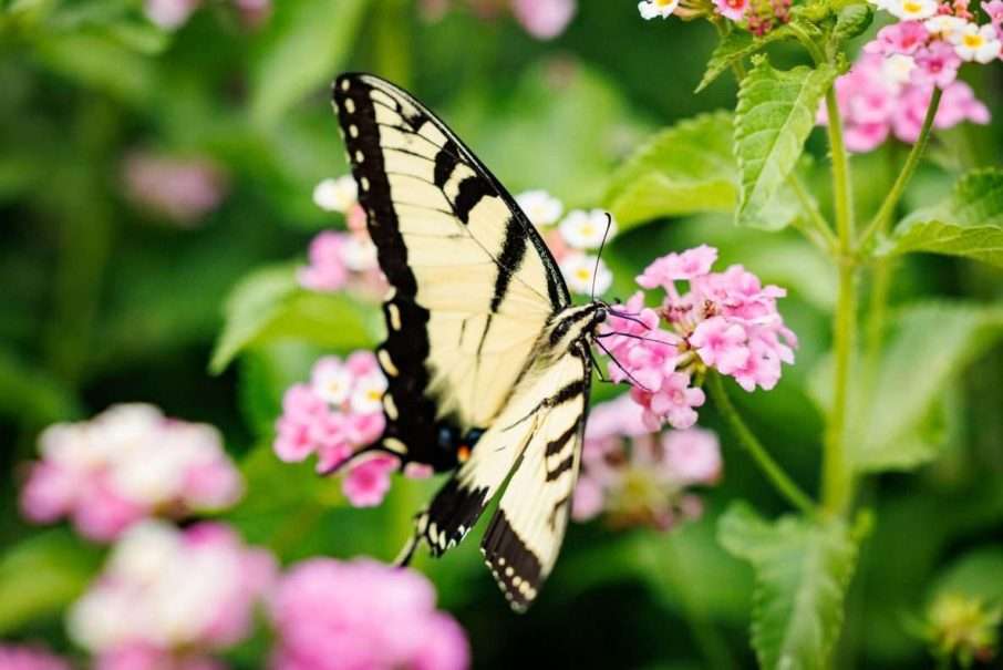 A butterfly rests on pink flowers at Smith-Gilbert Gardens, part of the Garden with Wings exhibit.