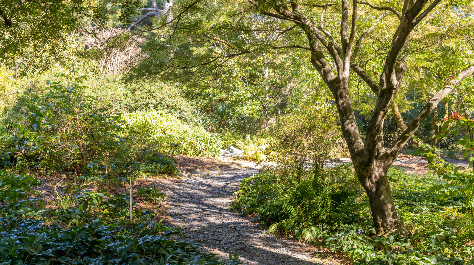 a photo of a trail through a wooded area of a garden