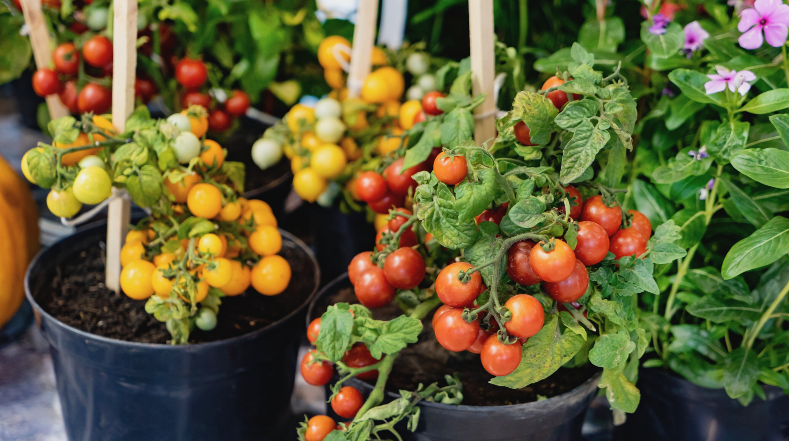 Potted cherry tomato plants with ripe red and yellow fruits are displayed, surrounded by vibrant green leaves, conveying a fresh, thriving garden scene.