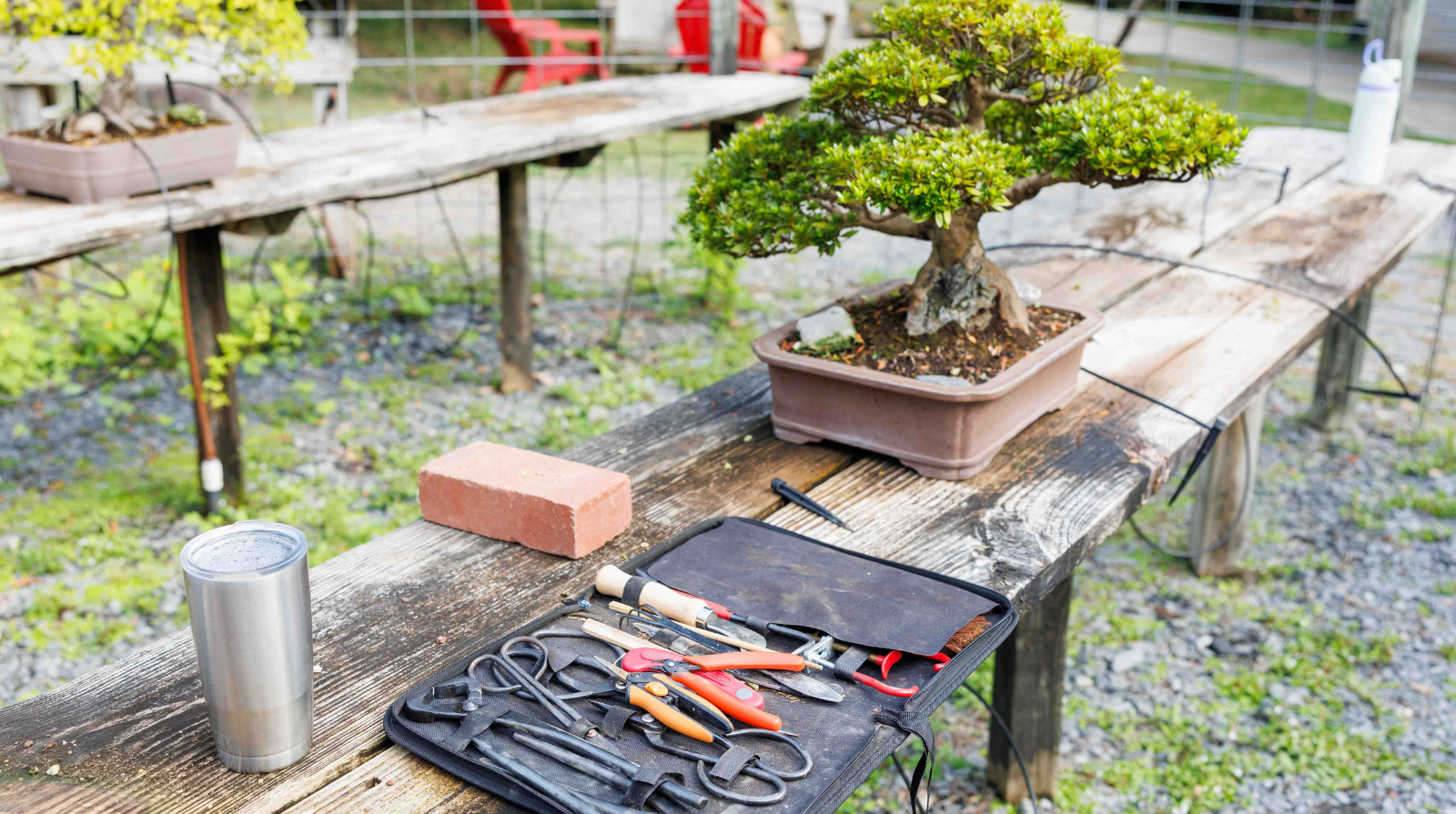 Bonsai tree on a rustic wooden table surrounded by pruning tools. A red brick and a metal tumbler are nearby, outdoors in a garden setting.