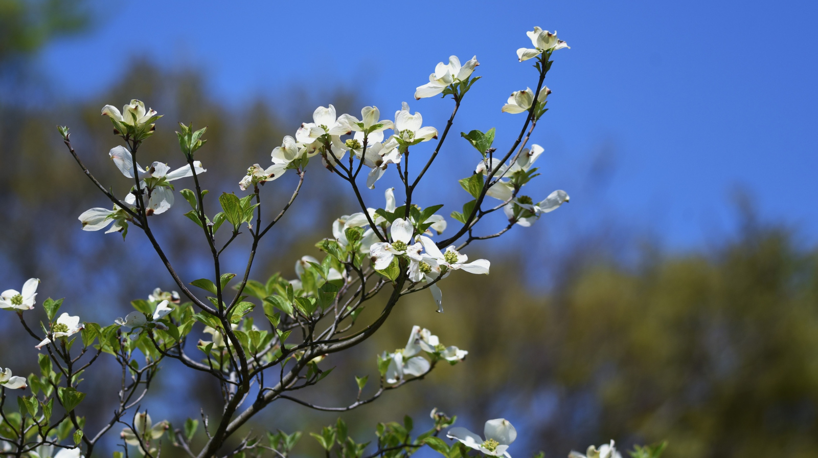 Branches of a dogwood tree with white blossoms and green leaves against a clear blue sky, conveying a sense of serenity and springtime renewal.